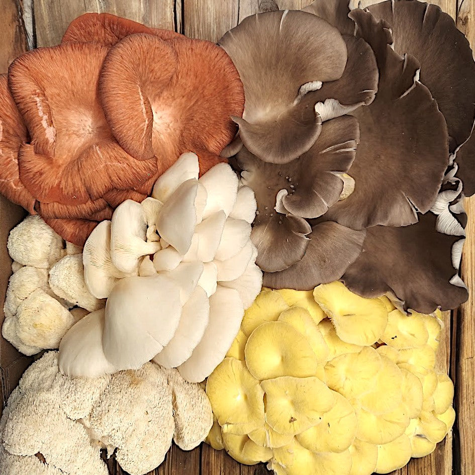 Gourmet Mushrooms | Premium Culinary & Specialty Fungi